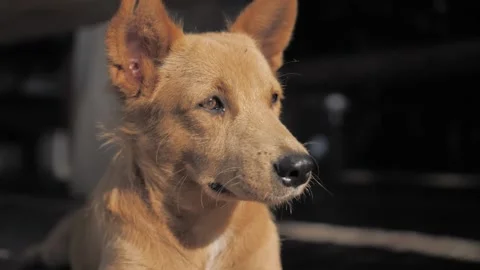 CU red-haired stray dog looks sad Stock Footage 167259381