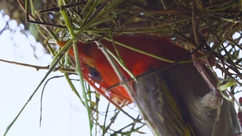 CU of Red-headed weaver building a nest. African Safari. Birding. Stock Footage 122263425