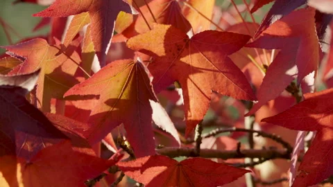 CU red orange leaves Stock Footage 221581079