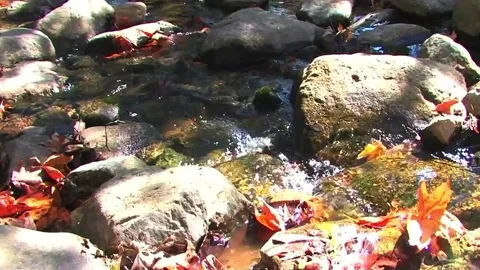 CU Running Stream at Arizona-U.S. Border 스톡 동영상 218198345