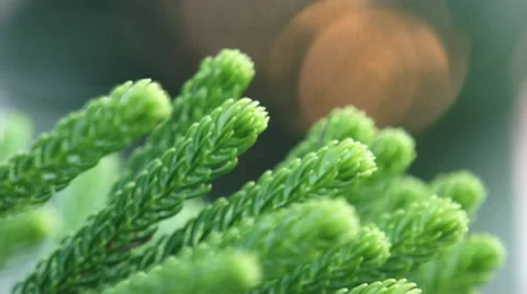 CU sharp green leaf Video stock 34970038