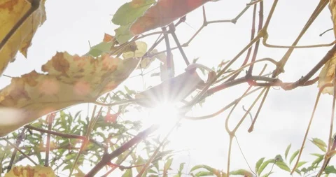 CU shot of grape leaves in autumn Stock Footage 95694548