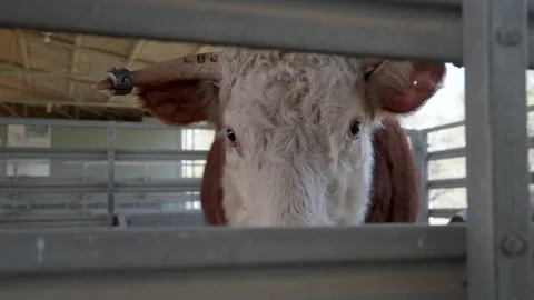 CU of Show Cattle in Pen at LBJ Ranch in Texas Stock Footage 236226571