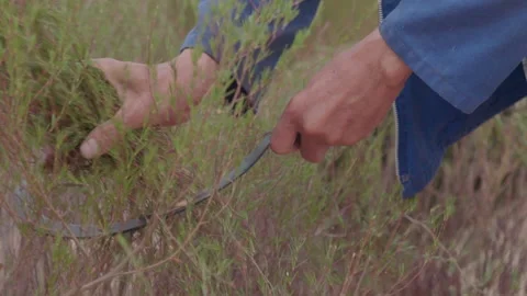 CU of Sickle cutting through branches of Rooibos tea bush Stock Footage 236552815