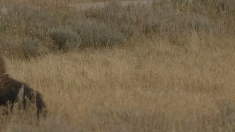 CU Side Profile American Buffalo Bison Grazing in Tall Grass Stock-Footage 122223795