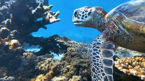 CU side shot of green sea turtle eating on a pristine reef during snorkel. Stock Footage 115942929