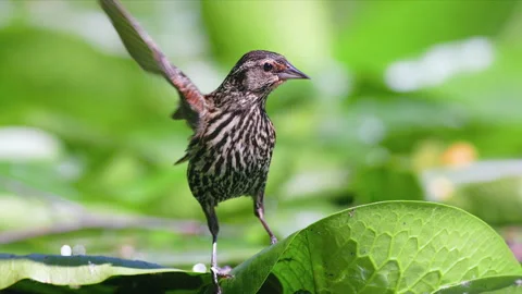 CU SLOMO Red-winged Blackbird walking on lily pads Stock Footage 288749224