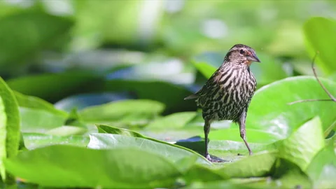 CU SLOMO Red-winged Blackbird walking on lily pads Stock Footage 288751779