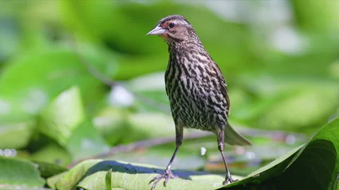 CU SLOMO Red-winged Blackbird walking and jumping on lily pads Vidéo 288755683