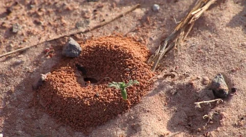 CU small active red ant hill Goblin Valley state park. Stock Footage 41457266