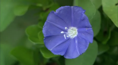 CU small blue flower Stock Footage 22664830