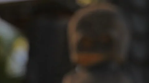 CU small kiʻi, round head, RACK Stock Footage 5807369