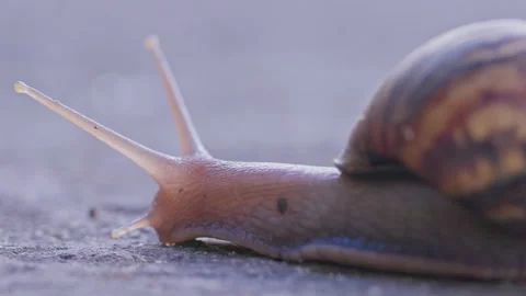 CU: Snail slowly moving through the shot. HD50p Stock Footage 244394975