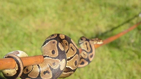 CU snake of a stick Stock Footage 49837149
