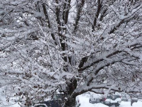 CU Snow Covered Tree 스톡 사진