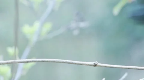 CU Sparrow lands on twig Vídeo Stock 7728273