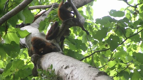 CU of spider monkeys Stock Footage 88392608