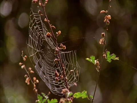 CU of spider web on a sparse bush trembling in breeze. Stock Footage 86751132