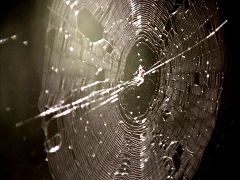 CU spider's web with trapped insect gently swaying in breeze in forest. Stock Footage 86750859