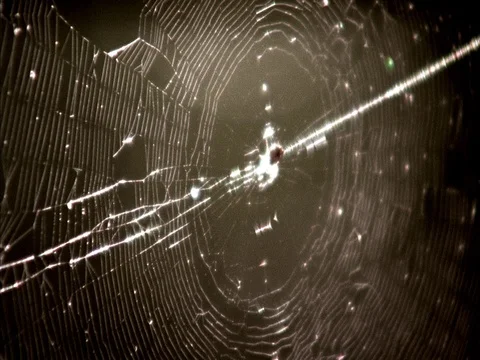 CU spider's web with trapped insect gently swaying in breeze in forest. Stock Footage 86750864