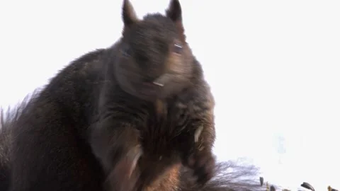 CU squirrel eating sunflower seeds looks at camera, isolated on white Stock Footage 332439528
