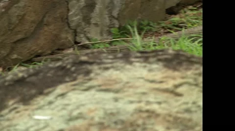 CU tail to head of Iguana Stock-Footage 22668739