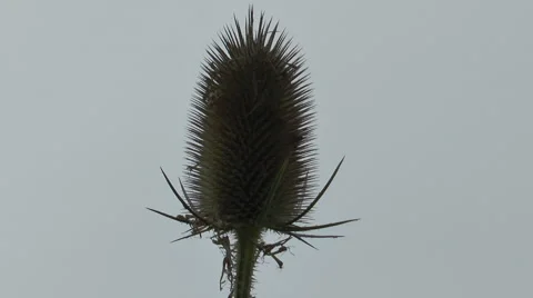 CU Thistle head 1 Stock Footage 40688400