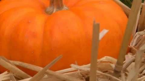 CU Tilt of Gourds Video stock 12354559