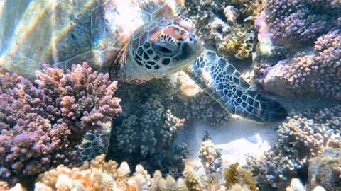 CU top-down shot of green sea turtle eating on a pristine reef surrounded by pin Stock-Footage 115941475