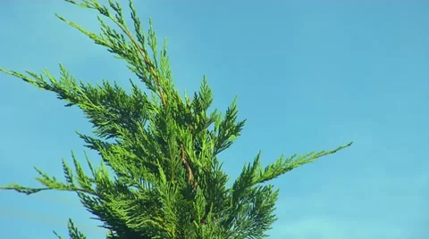CU top of pine tree, ZOOM out to reveal entire tree Stock Footage 8531301
