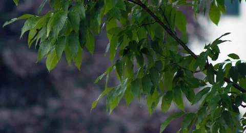 CU Tree Branch  Swaying in the Wind and Rain 4K Vídeo Stock 40504194