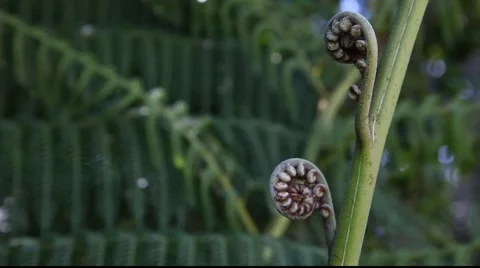 CU Tree Fern fronds unfruling tilt Stock Footage 879668