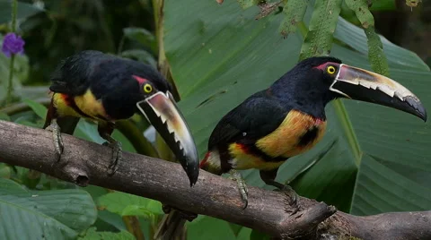 CU Two Collared Aracaris Consider Going Bananas 스톡 동영상 46703859