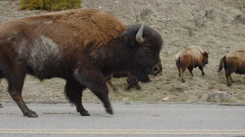 CU view of American Bisons Buffalos herd passing by on an asphalt road Stock Footage 108617017
