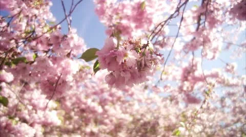 CU View of cherry tree during spring at Kungstradgarden / Stockholm Stock-Footage 11293083