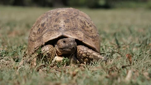 CU view: Leopard Tortoise pokes head out from hard protective shell Stock Footage 239808087
