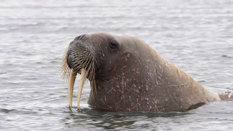 Cu of Walrus head in the sea,Spitsbergen, Svalbard Norway. Video stock 135247338