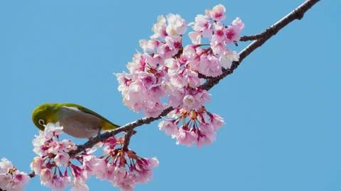 CU Warbling white-eye (Zosterops japonicus) on blossoming cherry tree, Tokyo Vídeos de archivo 134588333