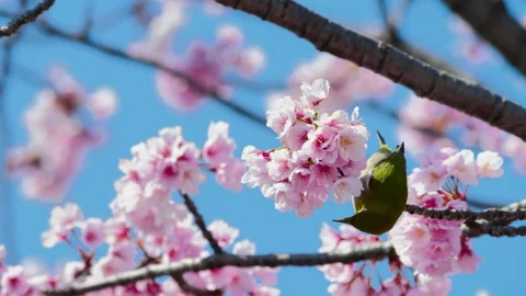 CU Warbling white-eye (Zosterops japonicus) on blossoming cherry tree, Tokyo Vídeos de archivo 134588637