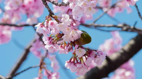 CU Warbling white-eye (Zosterops japonicus) on blossoming cherry tree, Tokyo Vídeos de archivo 134589945