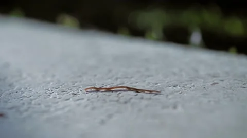 CU wet worm crawling under the sun on the beige background Stock Footage 167260159