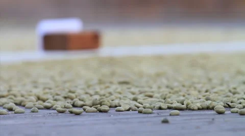 CU white coffee beans Stock Footage 5820315