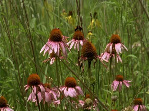 CU wilting pink asters and tall grass swaying in breeze. Stock Footage 86750923