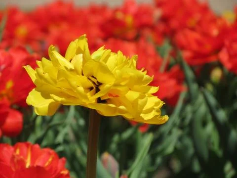 CU-yellow-flower Foto stock