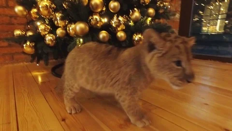 CUB 1 Video stock 123101810