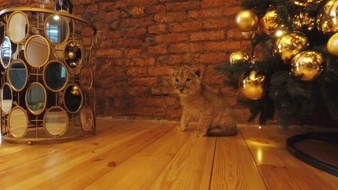 CUB 2 Video stock 123101799