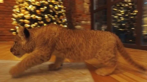 CUB 3 Video stock 123101807