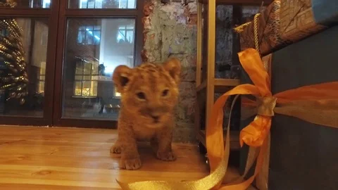 CUB 4 Video stock 123101801