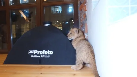 CUB 5 Video stock 123104353