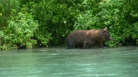 Cub and mom bear Stock Footage 152911